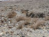 Panicum turgidum. Низкорослые, слаборазвитые растения в каменистой пустыне. Израиль, Эйлатские горы, небольшой сток. 25.05.2011.