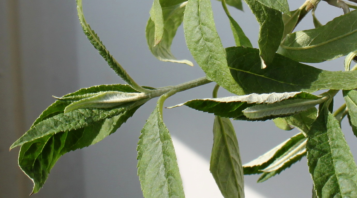 Image of Buddleja davidii specimen.