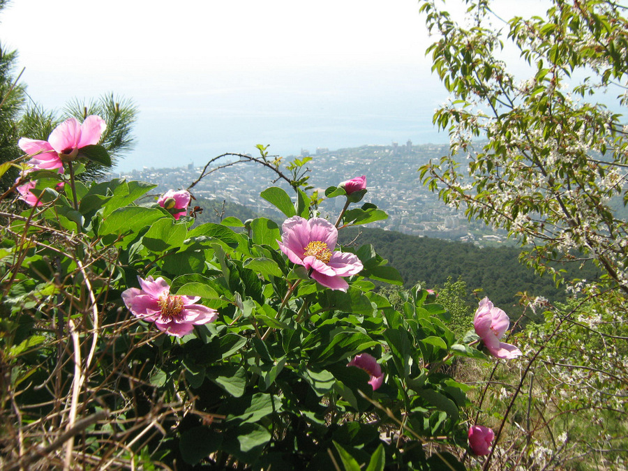 Image of Paeonia daurica specimen.