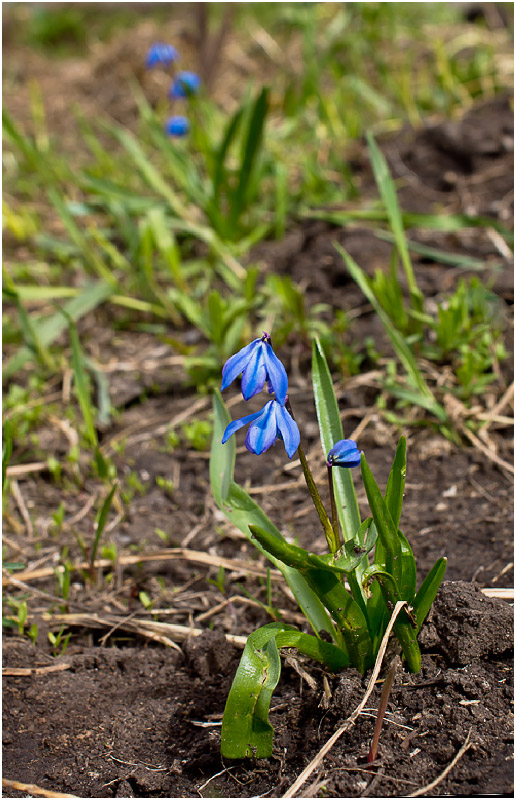 Image of Scilla siberica specimen.