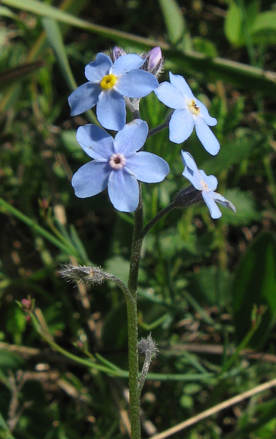 Image of Myosotis lithospermifolia specimen.