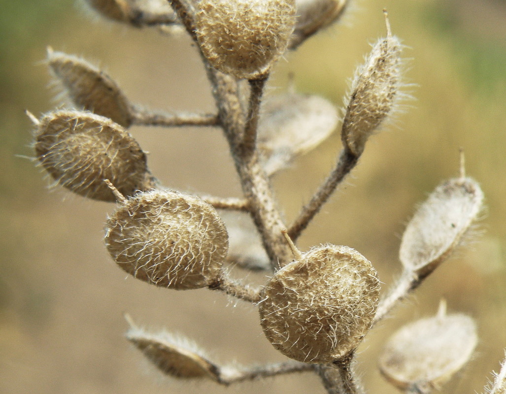 Image of Alyssum hirsutum specimen.