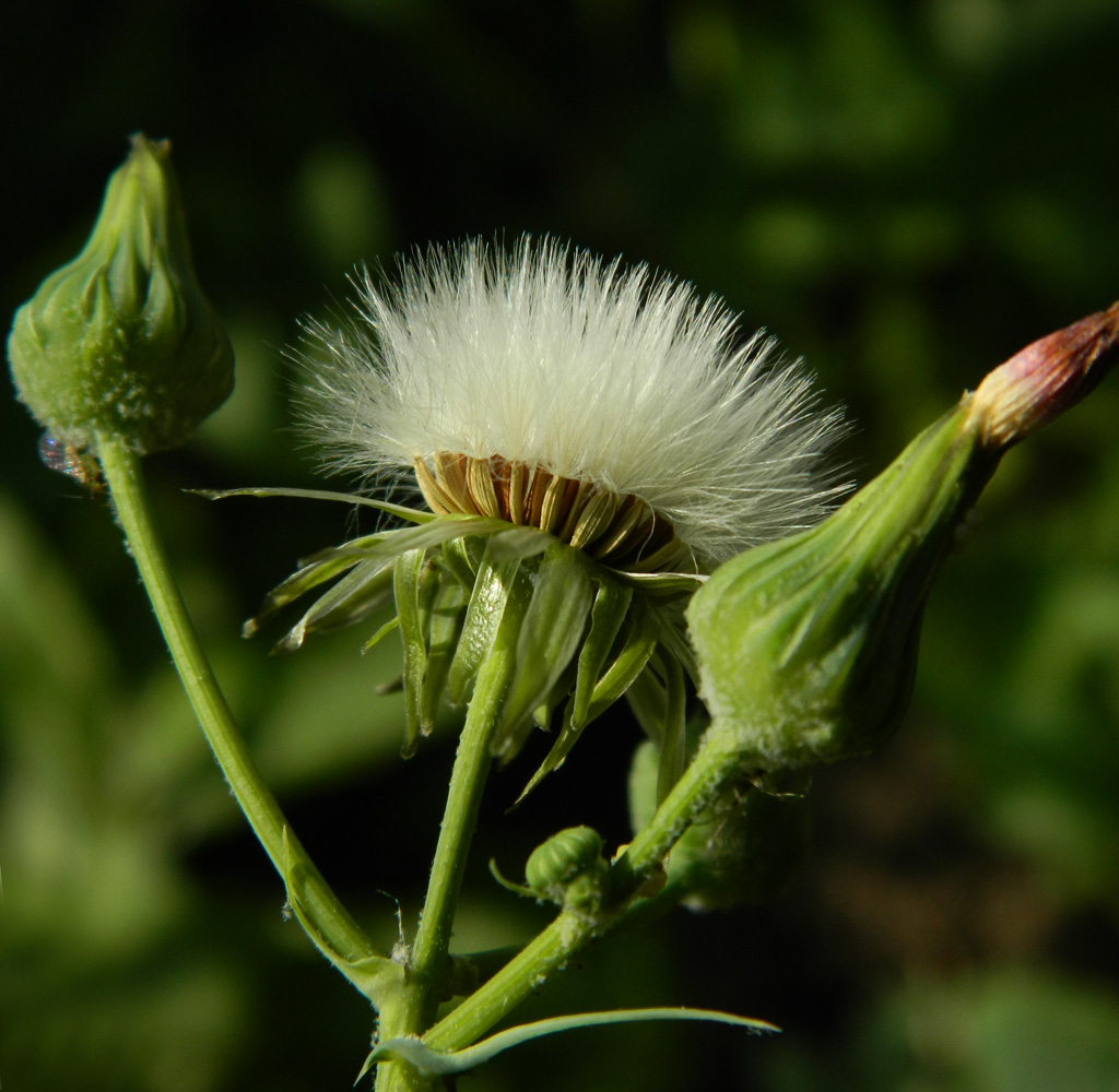 Image of Sonchus oleraceus specimen.