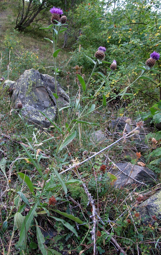 Image of Centaurea nigra specimen.