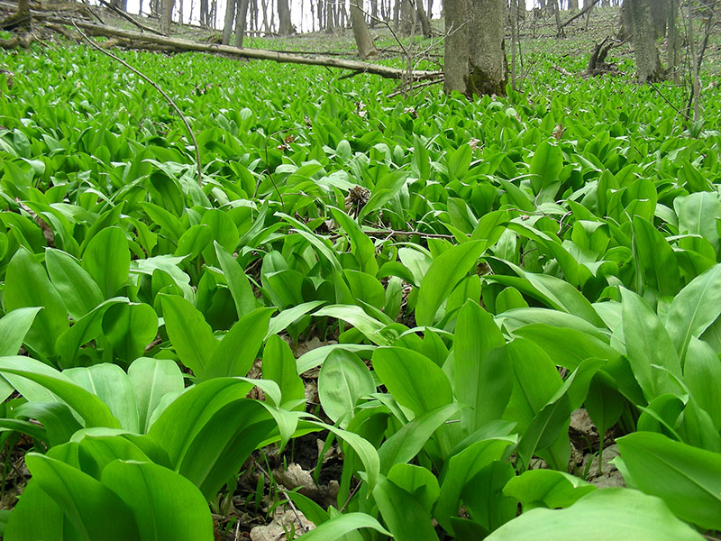 Image of Allium ursinum specimen.