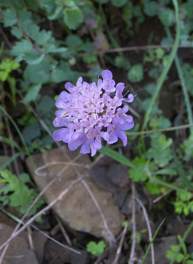 Image of Scabiosa hyrcanica specimen.