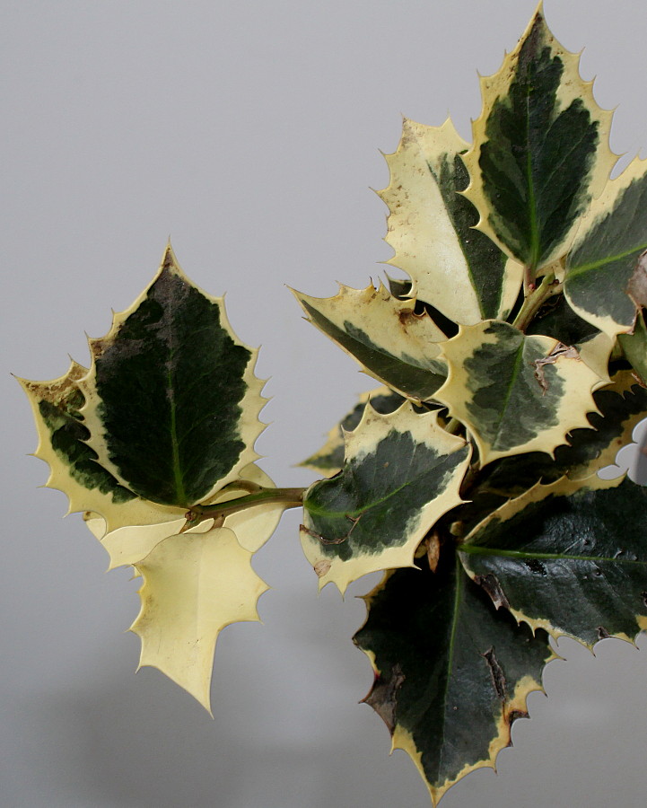 Image of Ilex aquifolium specimen.