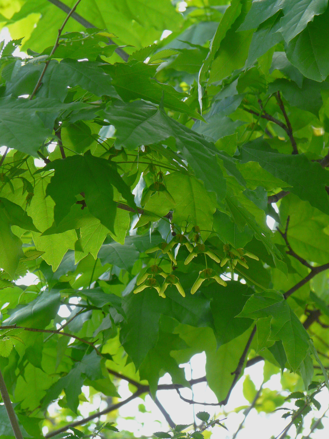 Image of Acer platanoides specimen.