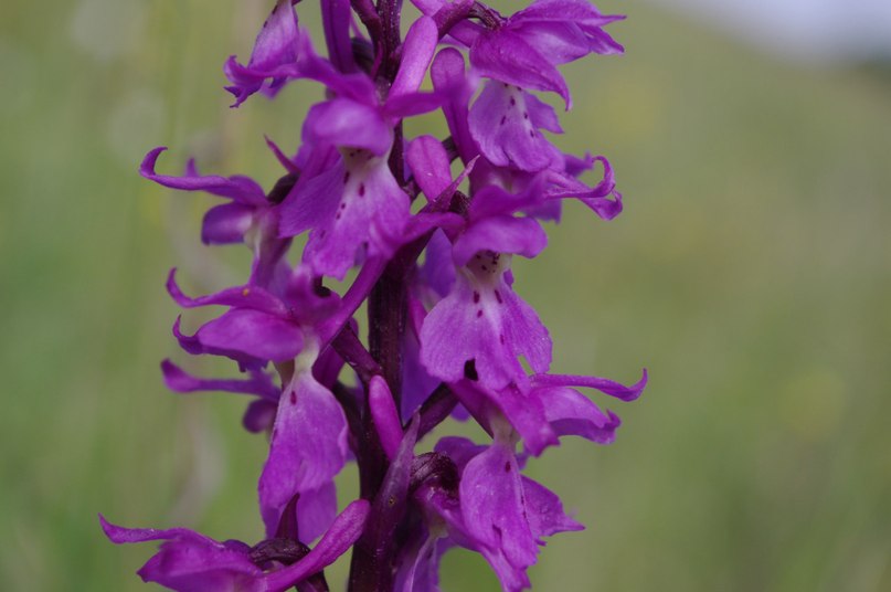 Image of Orchis mascula specimen.