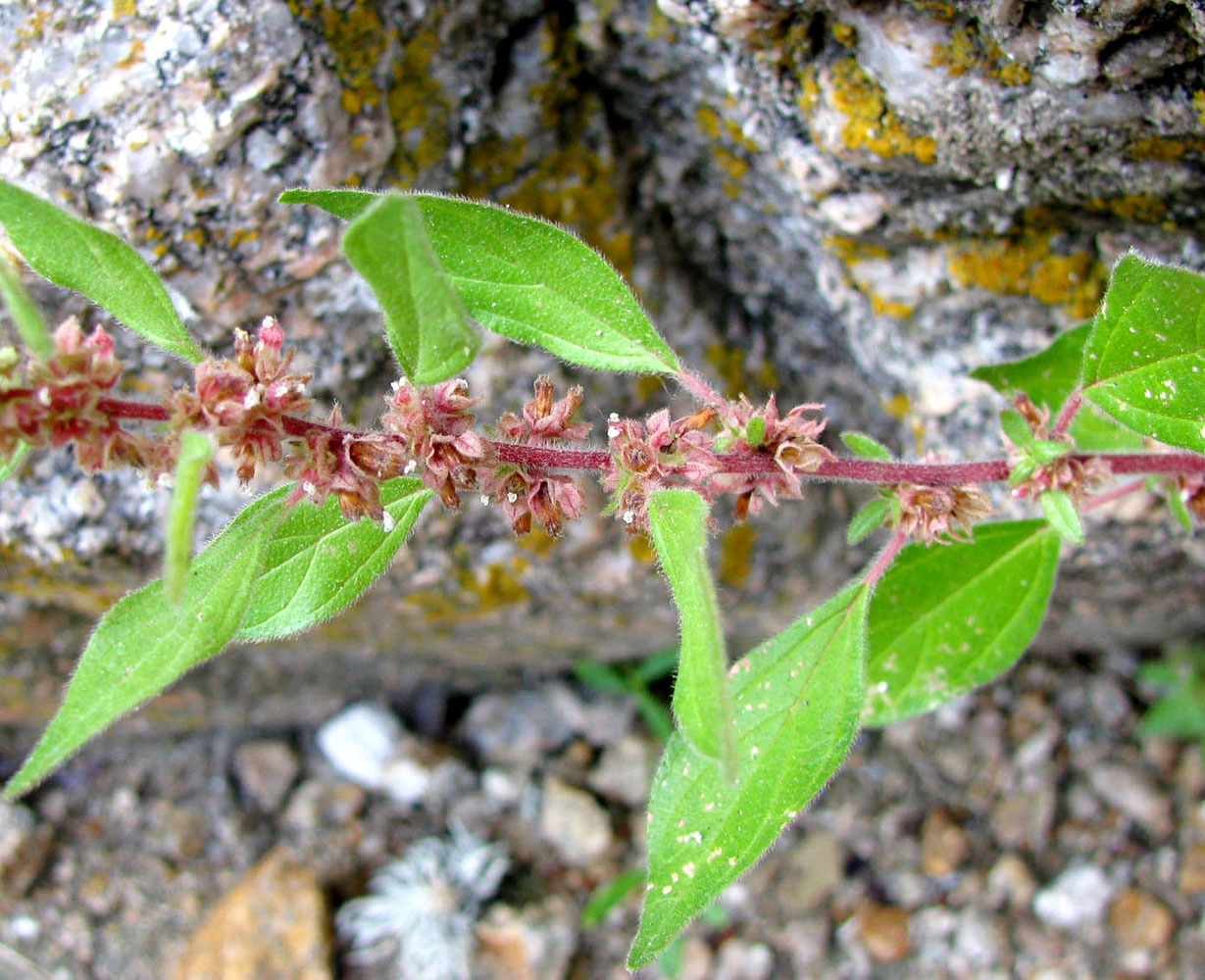 Image of Parietaria judaica specimen.