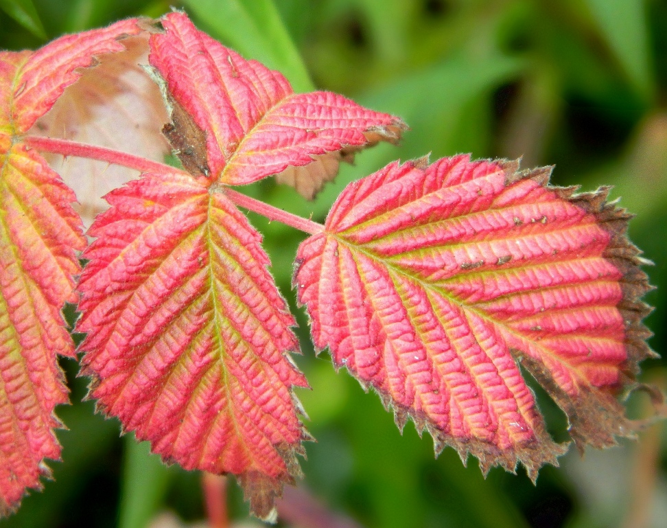 Image of Rubus idaeus specimen.