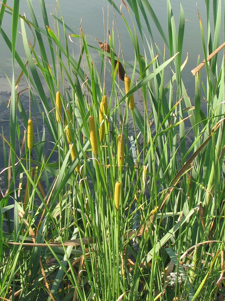 Изображение особи Typha tichomirovii.