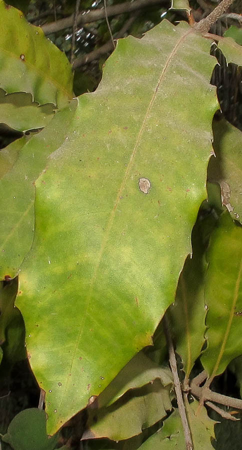 Image of Macadamia tetraphylla specimen.