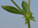 Asperugo procumbens