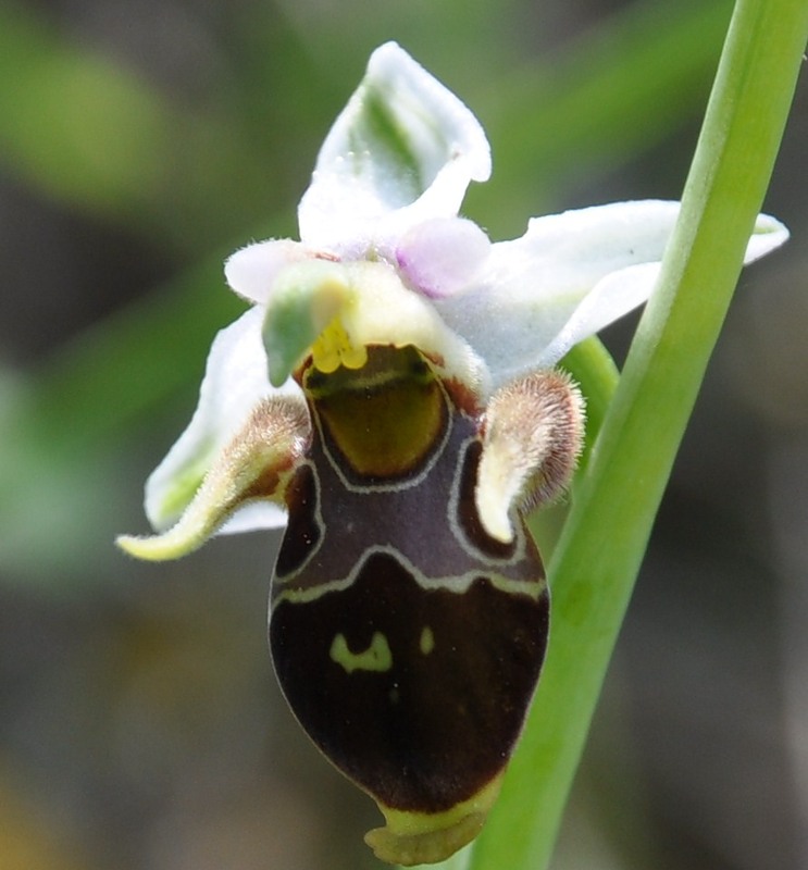 Изображение особи Ophrys oestrifera.