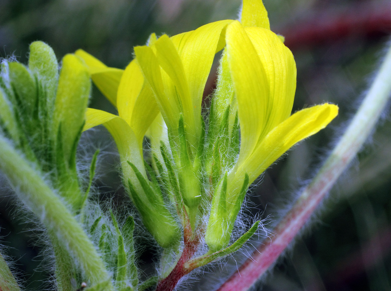 Image of Astragalus anisomerus specimen.