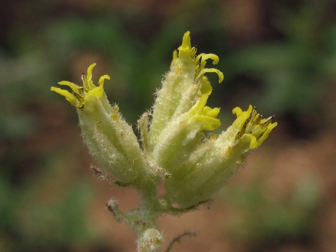 Изображение особи Chrozophora tinctoria.