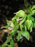 Epipactis muelleri. Часть соцветия. Крым, склон Долгоруковской яйлы, дубово-грабинниковый лес. 5 июля 2013 г.