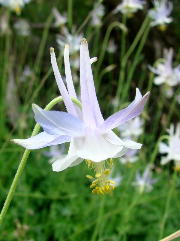 Image of Aquilegia vicaria specimen.