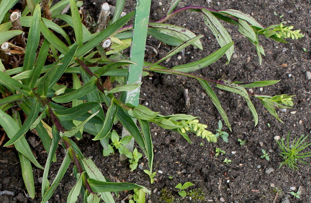 Изображение особи Digitalis lutea.