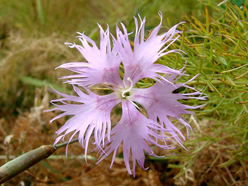 Изображение особи Dianthus hoeltzeri.