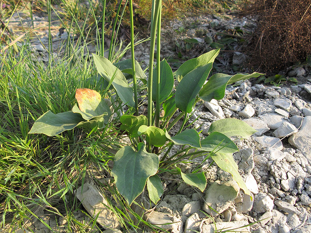 Изображение особи Alisma plantago-aquatica.