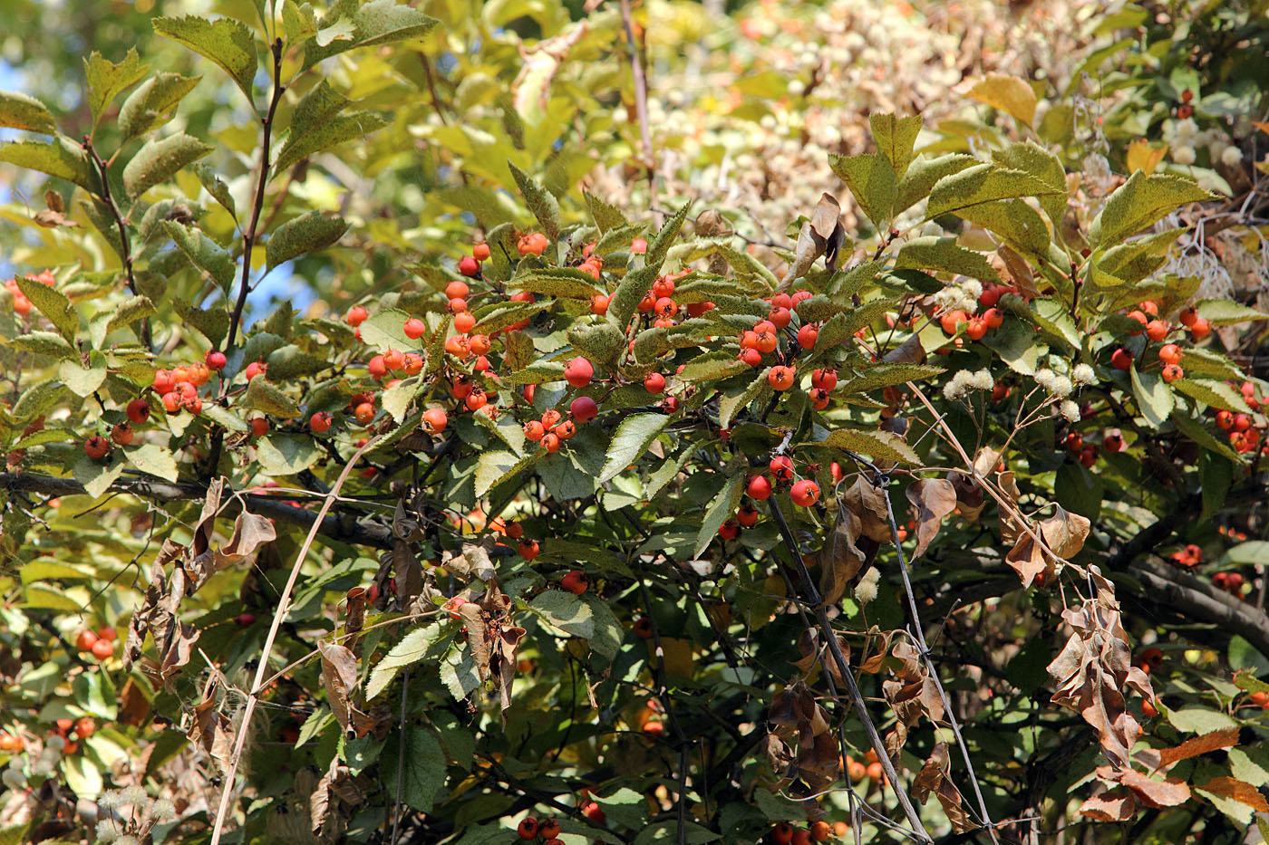 Image of Crataegus nitida specimen.