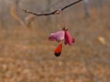 Euonymus pauciflorus. Вскрывшийся плод. Владивосток, Ботанический сад-институт ДВО РАН. 3 ноября 2013 г.