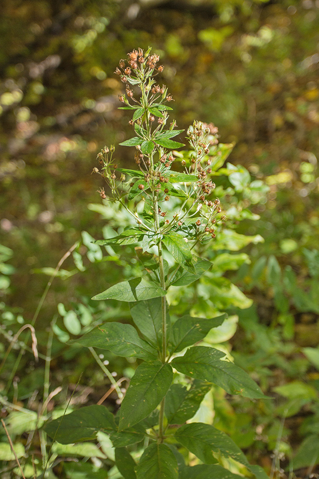 Image of Lysimachia verticillaris specimen.