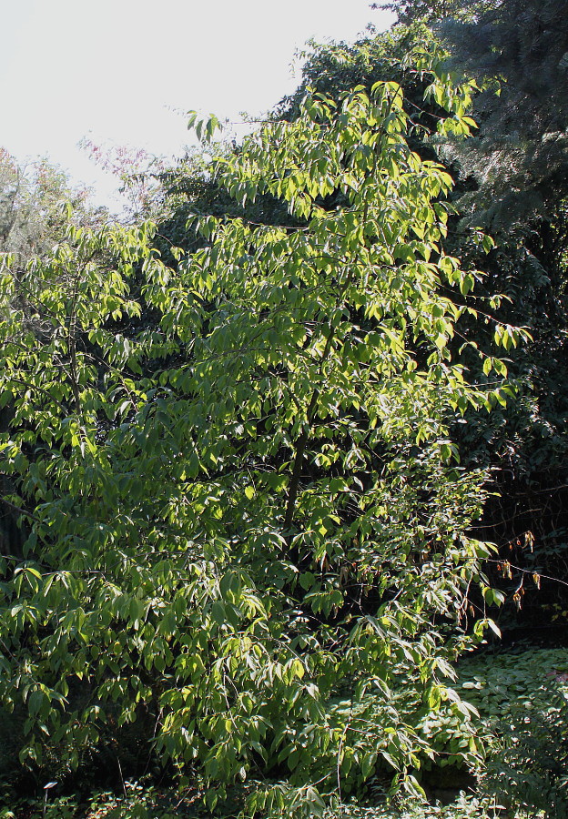 Image of Halesia carolina specimen.