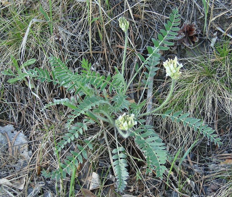 Image of Oxytropis strobilacea specimen.