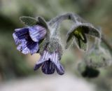 Cynoglossum creticum. Цветки. Израиль, гора Гильбоа, гарига. 22.03.2014.
