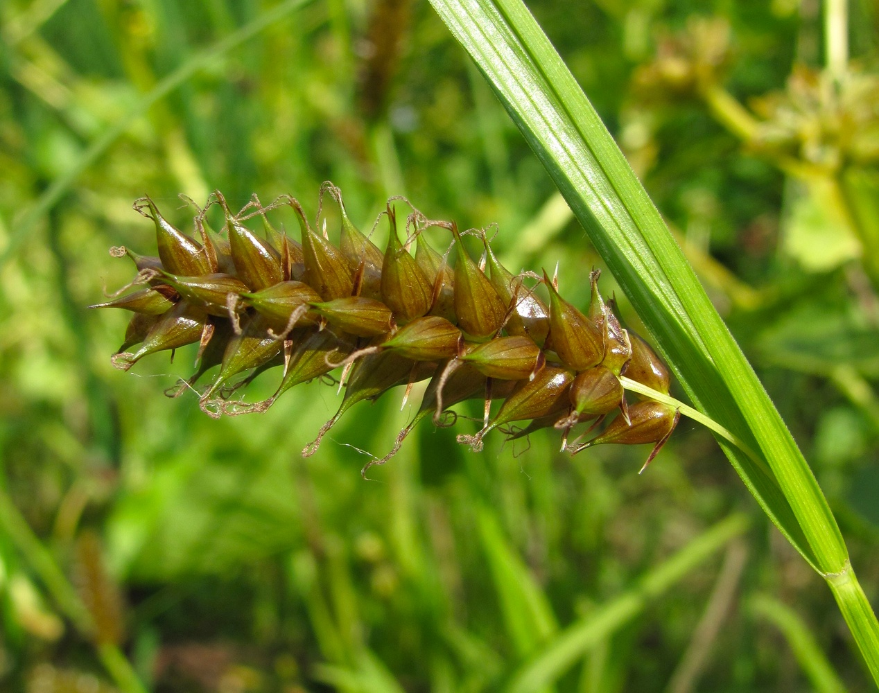 Image of Carex vesicaria specimen.