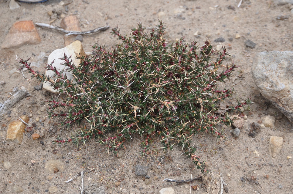 Image of genus Tetraglochin specimen.