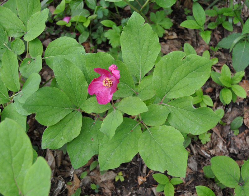 Image of Paeonia caucasica specimen.