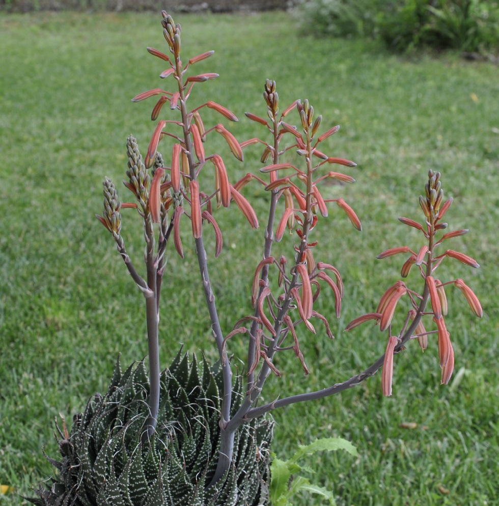 Изображение особи Aloe aristata.