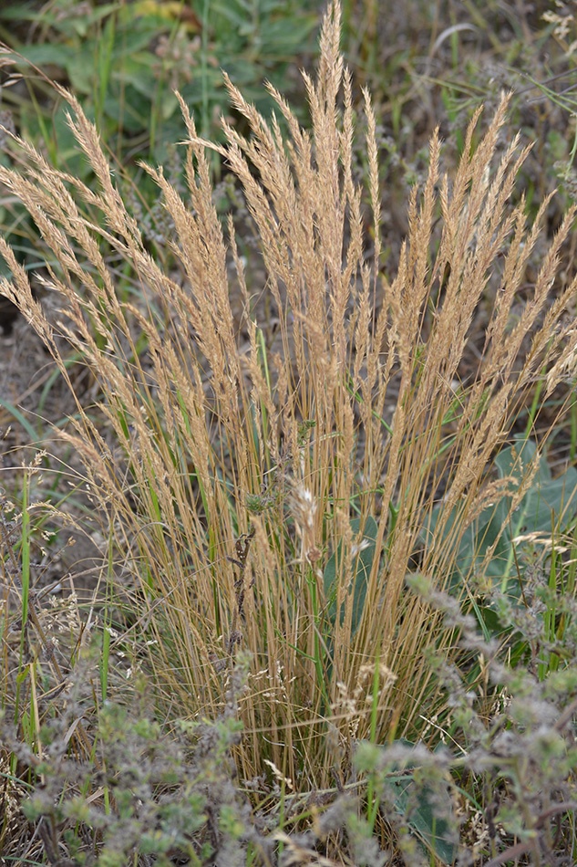 Image of Festuca valesiaca specimen.