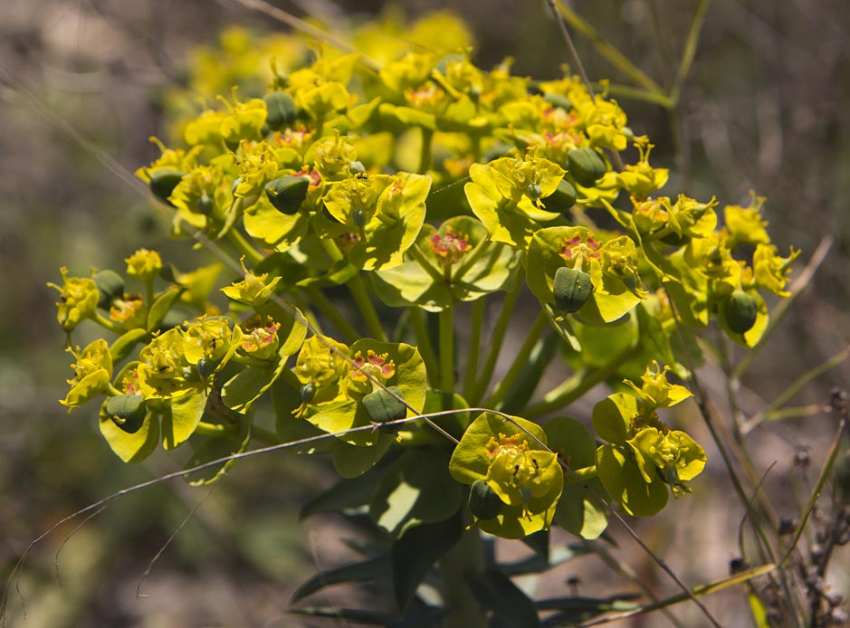 Image of Euphorbia rigida specimen.