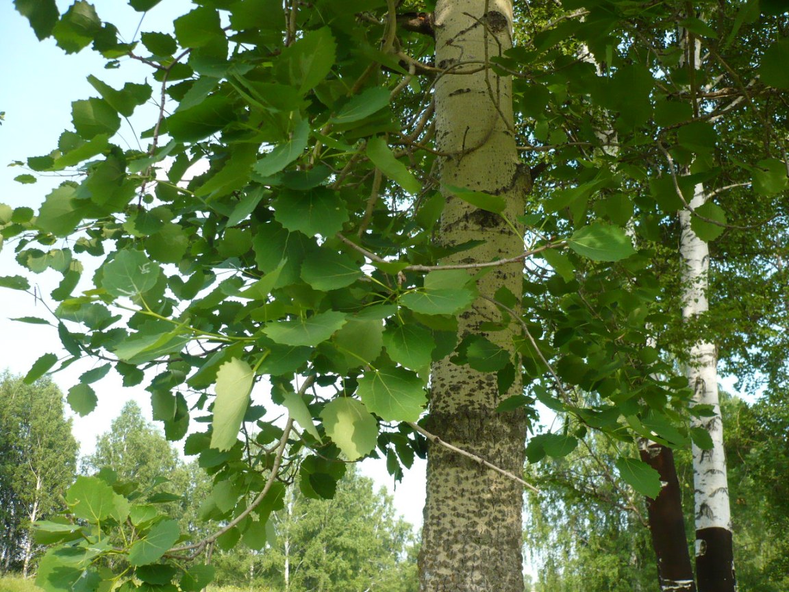 Тополь дрожащий (Populus tremula)