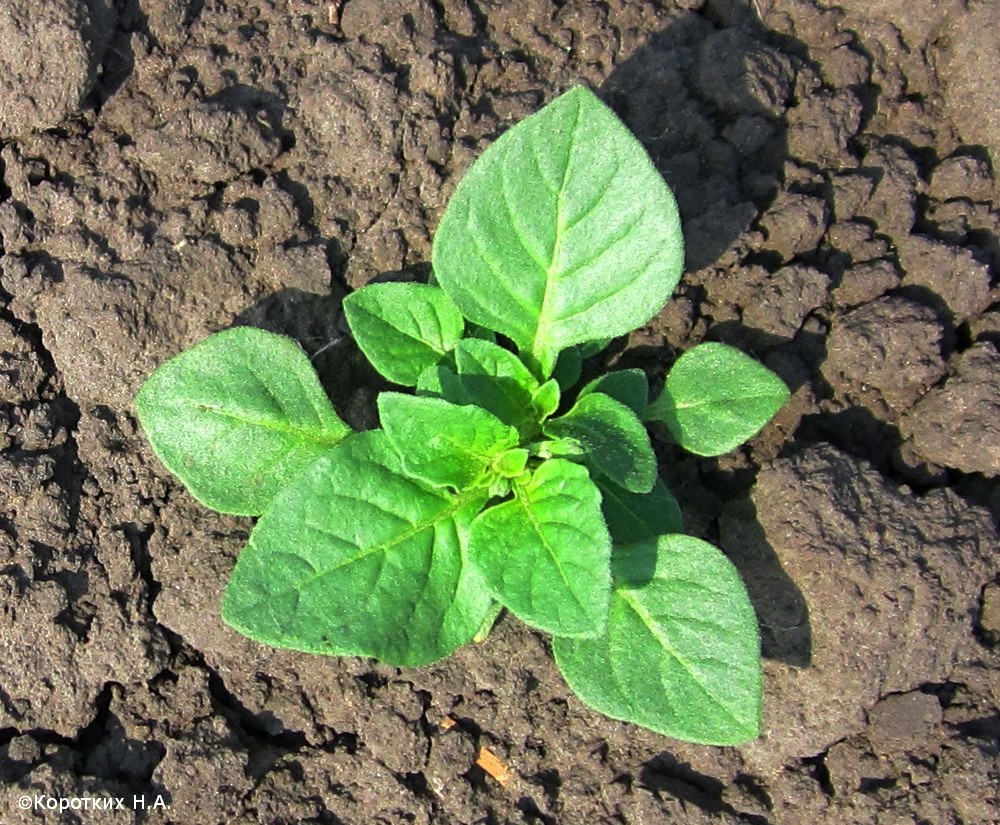 Изображение особи Solanum nigrum.