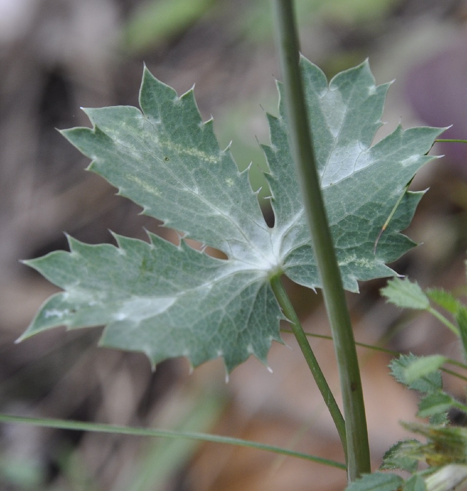 Изображение особи Eryngium wiegandii.