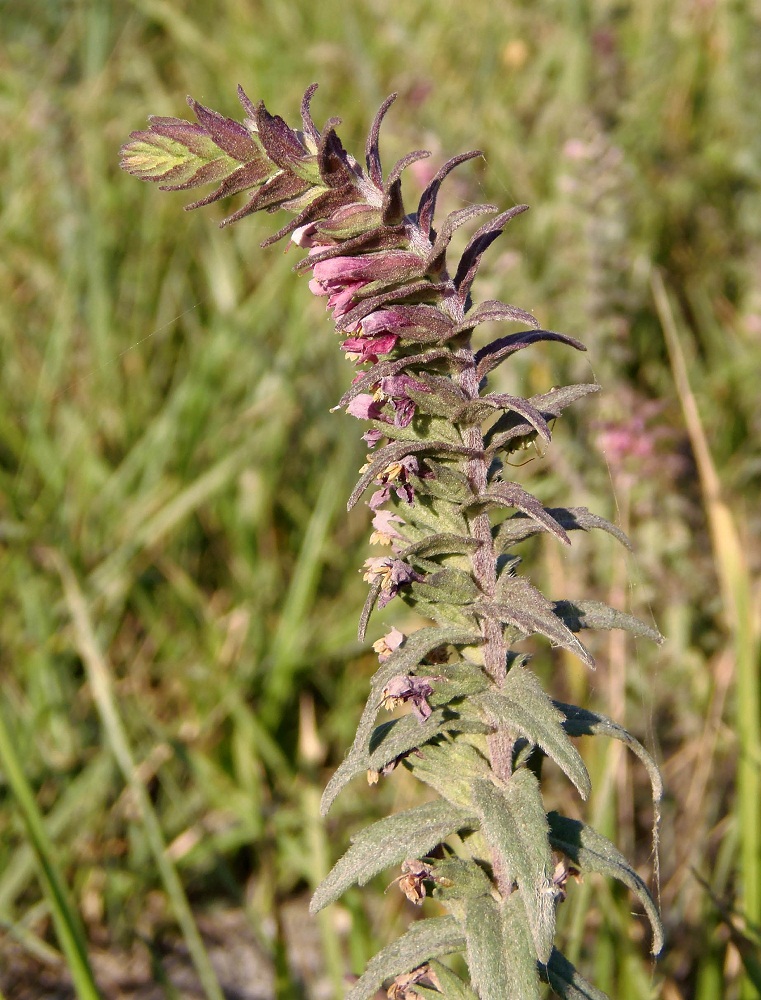 Изображение особи Odontites vulgaris.