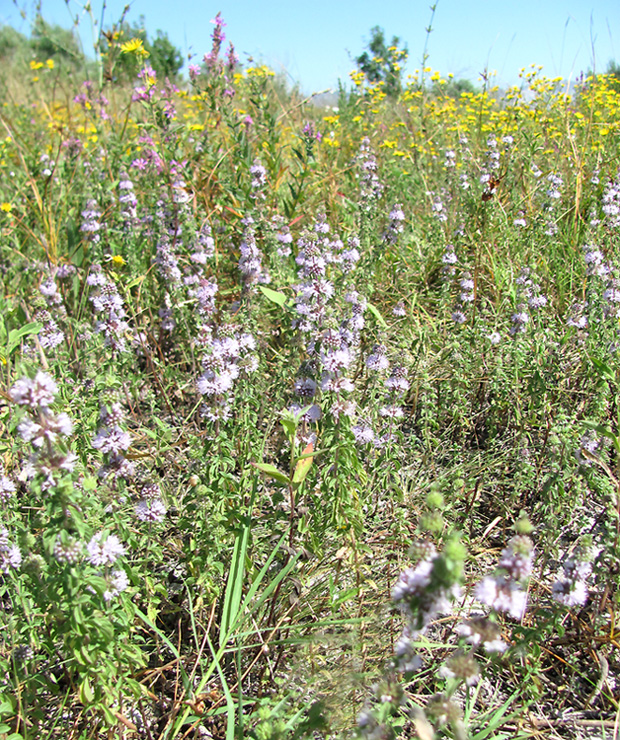 Image of Mentha pulegium specimen.