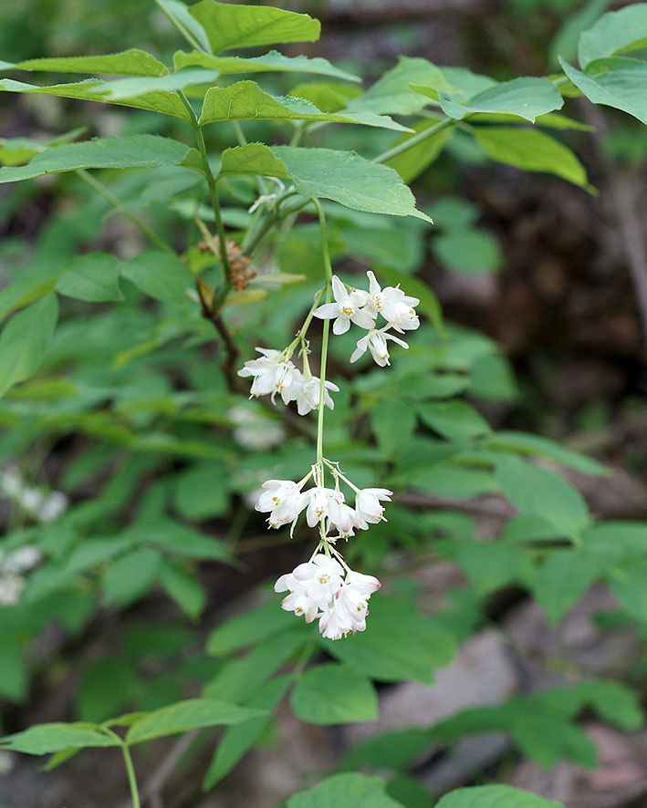 Image of Staphylea pinnata specimen.