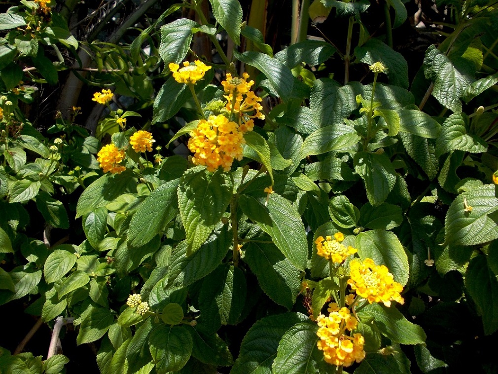 Image of Lantana camara specimen.