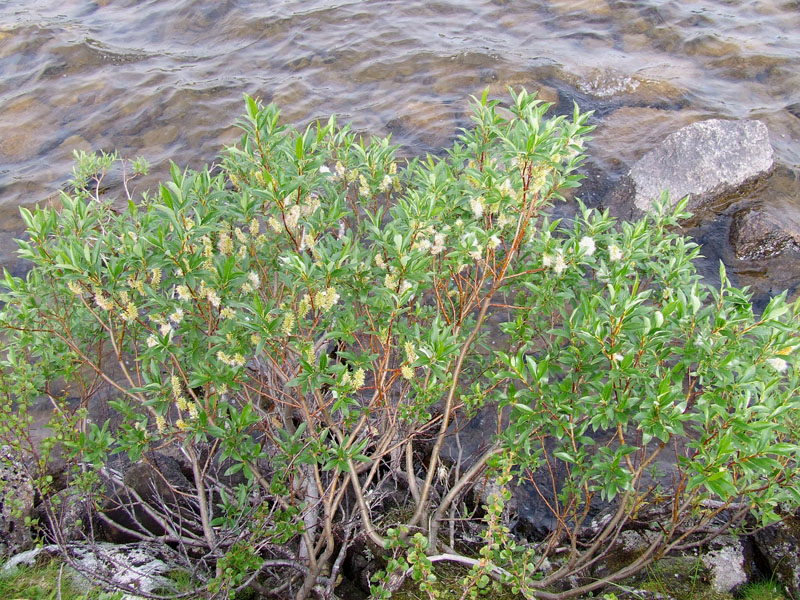 Image of Salix phylicifolia specimen.