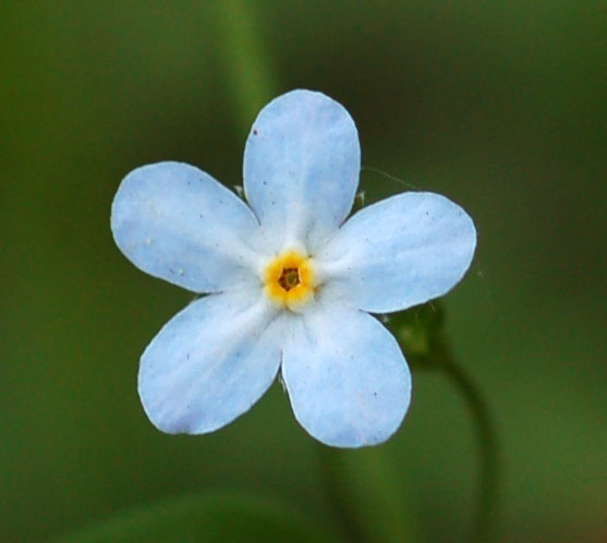 Image of Trigonotis radicans specimen.