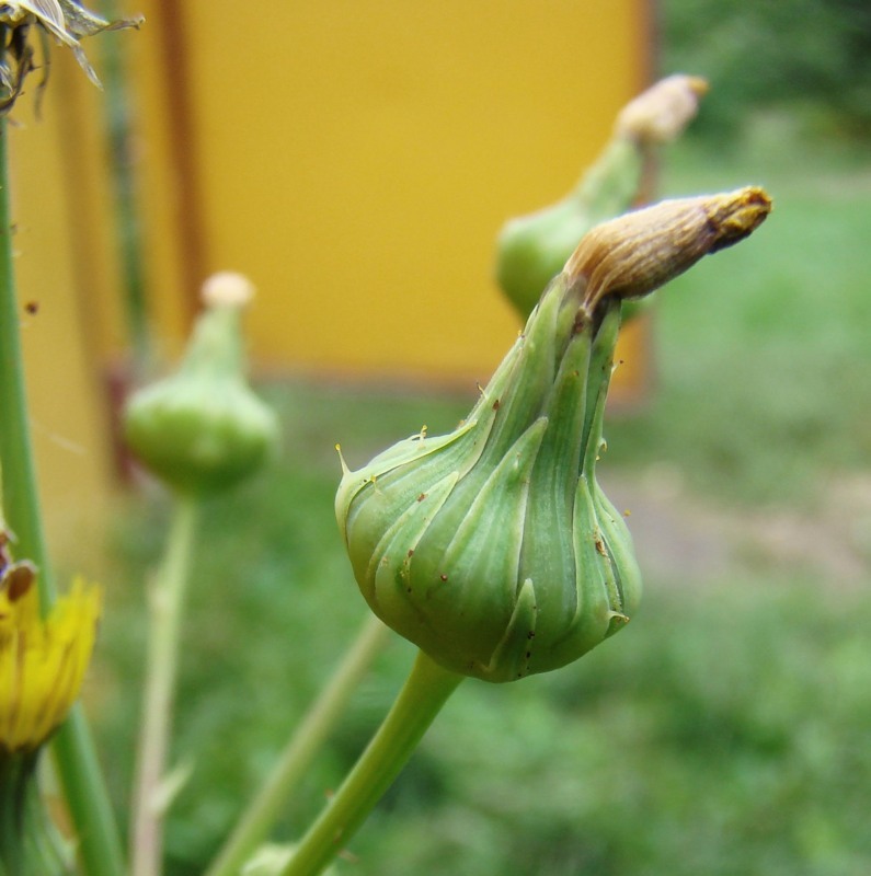 Image of genus Sonchus specimen.