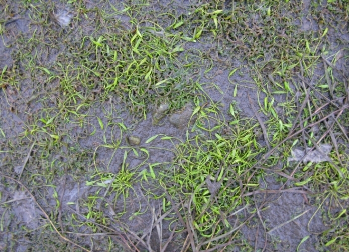 Image of Limosella aquatica specimen.