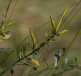 Genista tinctoria